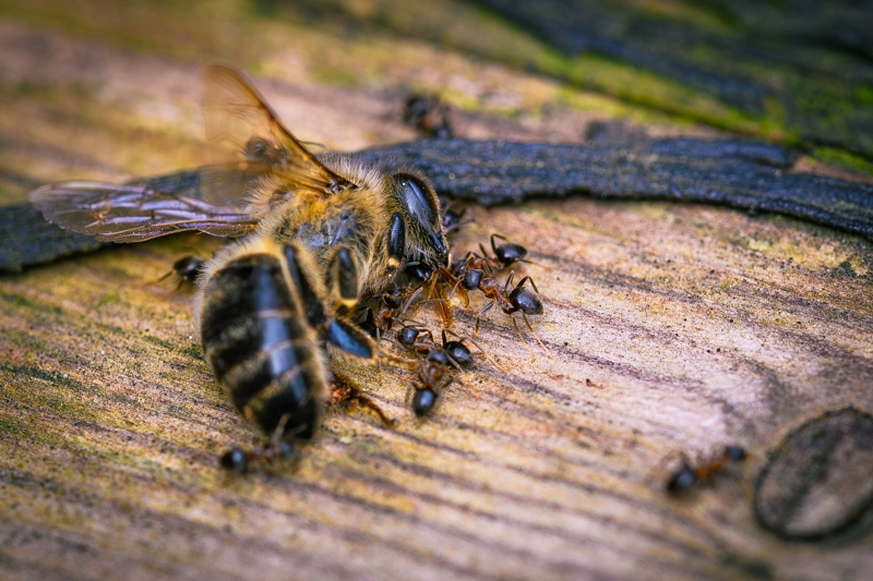 Wildbienentsorgung durch Ameisentrupp auf Holzplanke mit link zu Landschaftsfotografie
